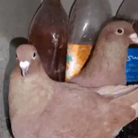 سرخ کرمونی و هفت رنگ دو رگ