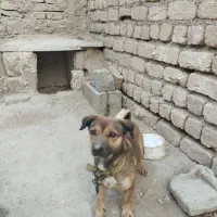 سگ ماده هوشیار پاکوتاه