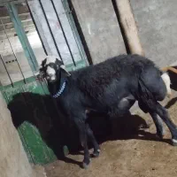 قوچ قرع چال|حیوانات مزرعه|هشترود, |دیوار