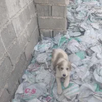 توله سگ نگهبان|سگ|رشتخوار, |دیوار