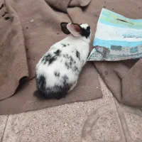 خرگوش مینیاتوری|موش و خرگوش|تبریز, |دیوار