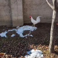 یک عدد خروس گلین