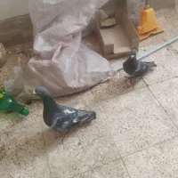 کفتر سبز