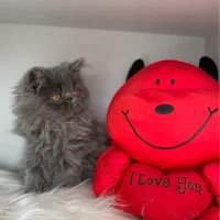 گربه ی پرشین بلو سوپر فلت دختر ۲/۵ ماهه