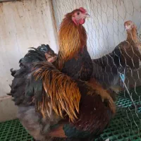 جوجه نیمچه مرغ خروس|حیوانات مزرعه|اندیشه, اندیشه فاز ۵|دیوار