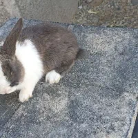 خرگوش|موش و خرگوش|جوادآباد, |دیوار