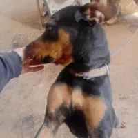 سگ روتفایلر|سگ|قم, کاسه گران|دیوار