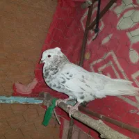 کبوتر