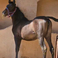 اسب