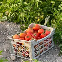 انواع تره بار صادراتی و میادین