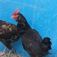 نیمچه خروس لاری و محلی ریشی