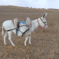 الاغ‌ماده