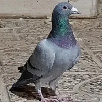 کبوتر