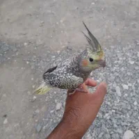 عروس  هلندی