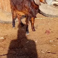 شادگان روستای منصور|حیوانات مزرعه|شادگان, |دیوار