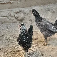 تخم مرغ نطفه دار|حیوانات مزرعه|لاران, |دیوار