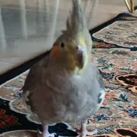 عروس هلندی ماده|پرنده|شازند, |دیوار