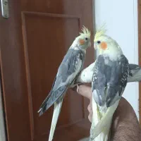 جوجه ها دو وسه و ۶ و۸ماه  نره وماده سخنگو زیبا|پرنده|تهران, شهرک رضویه|دیوار