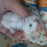 همستر کوچیک همراه قفس