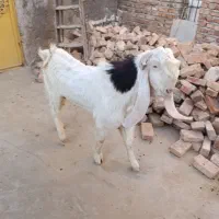 نر بز پاکستانی|حیوانات مزرعه|زاهدان, |دیوار