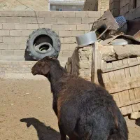 قوچ هترو سه‌سال