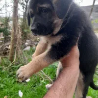 رودفایلر نر