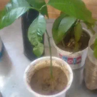 16 اصله نهال انبه|گل و گیاه طبیعی|جیرفت, |دیوار