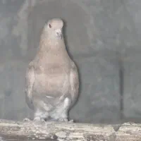 جفت کبوتر زرد پرشی|پرنده|نقده, |دیوار