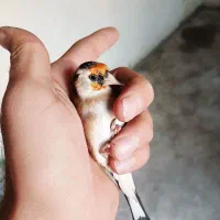 سهره و سهره قناری|پرنده|تهران, شهرک رضویه|دیوار