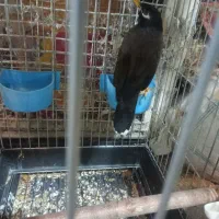 مرغ مینا زیبا باهوش|پرنده|فسا, |دیوار