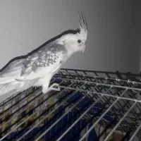 عروس هلندی دوکت ایزابلا