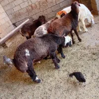 بره نر چاق
