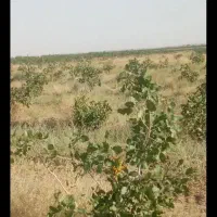 زمین فروشی باغ پسته
