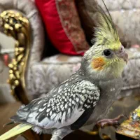 عروس هلندی|پرنده|سبزوار, عظیمیان|دیوار