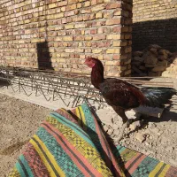 خروس لاری جوان اصل|حیوانات مزرعه|سراوان, |دیوار