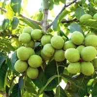 گردوزنی وگردو تکانی ارمین