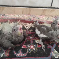 جوجه عروس هلندی|پرنده|خنج, |دیوار