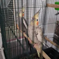 یک جفت عروس هلندی