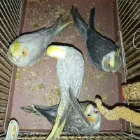 4تا جوجه عروس هلندی