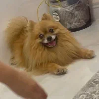 سگ پامر بالق اصل