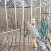 عروس هلندی 1تا نر1تا ماده حدود یک سال و هشت ماه