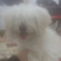 سگ پامر|سگ|شهرکرد, |دیوار