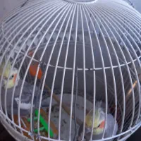 یک جفت عروس هلندی طوسی