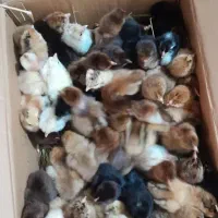 فروش مرغ خروس جوجه بوقلمون اردک غاز تخم مرغ