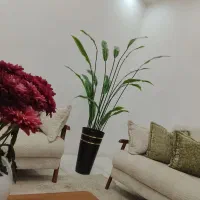 گل در حد نو