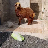 بره