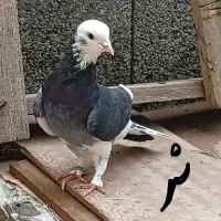 غریب گرفتم