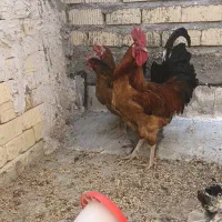 مرغ خروس محلی|حیوانات مزرعه|شیراز, سلطان آباد|دیوار