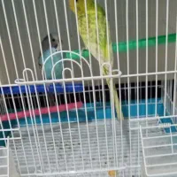 یه جفت کرغ عشق نازار