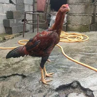 جوجه خروس لاری